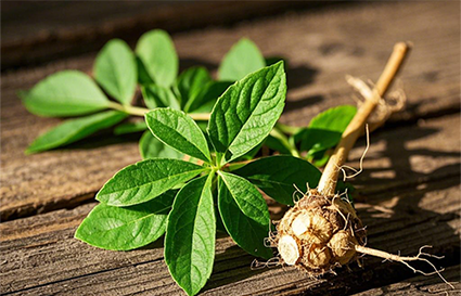 三七的神奇护肤功效 想来你还不知道吧